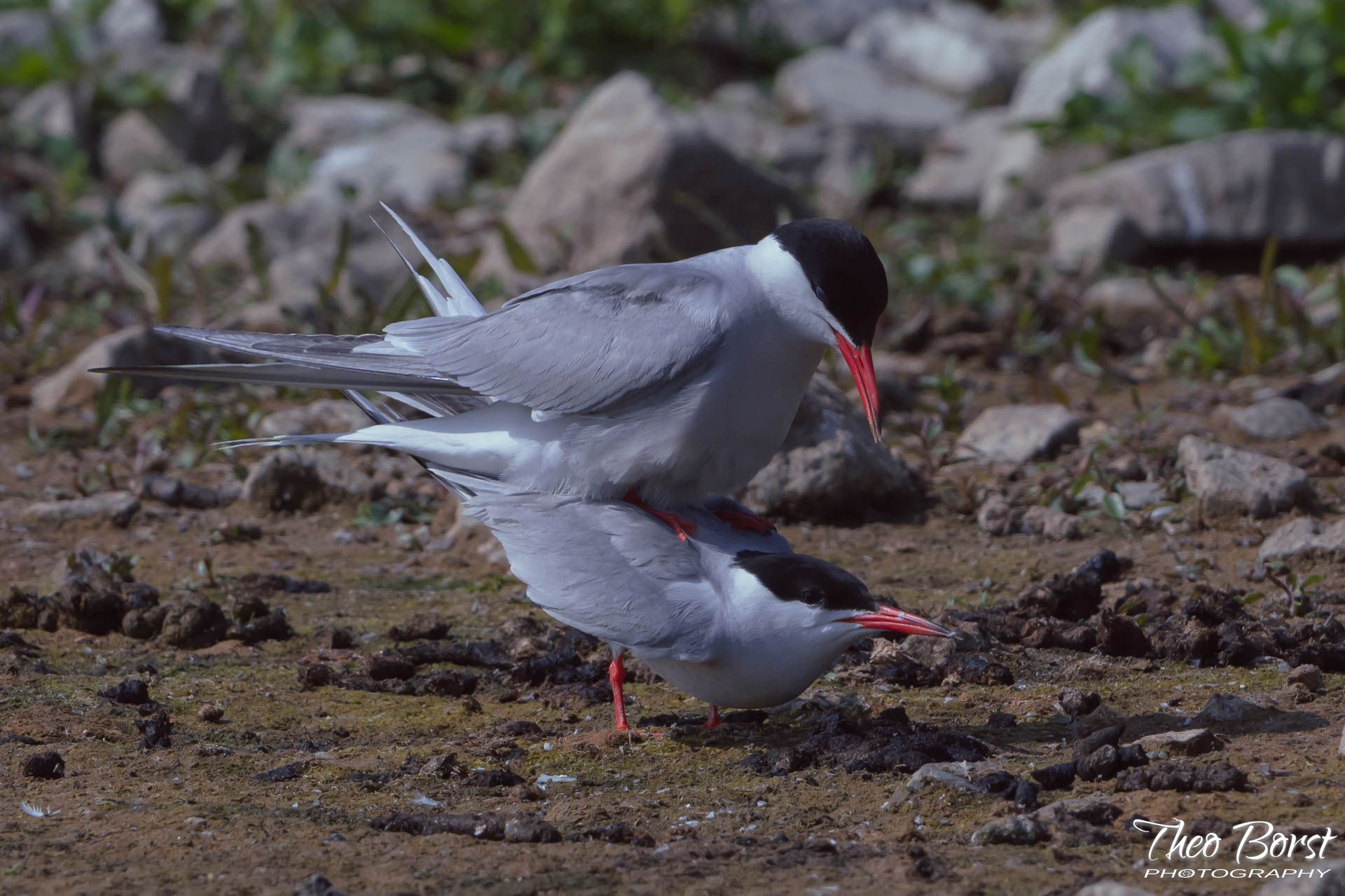 DSC_6530-LR.jpg